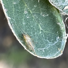 Chironomidae (family) at Parkes, ACT - 10 Mar 2023