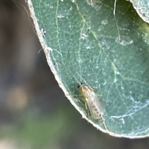 Chironomidae (family) at Parkes, ACT - 10 Mar 2023