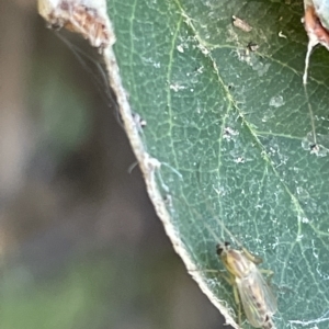 Chironomidae (family) at Parkes, ACT - 10 Mar 2023