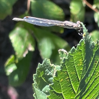 Austrolestes sp. (genus) (Ringtail damselfy) at Mount Ainslie to Black Mountain - 10 Mar 2023 by Hejor1