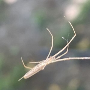 Tetragnatha sp. (genus) at Parkes, ACT - 10 Mar 2023