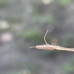 Tetragnatha sp. (genus) at Parkes, ACT - 10 Mar 2023