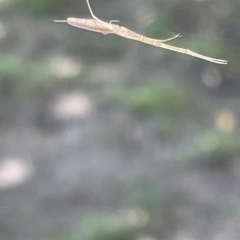 Tetragnatha sp. (genus) at Parkes, ACT - 10 Mar 2023