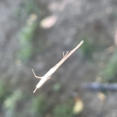 Tetragnatha sp. (genus) at Parkes, ACT - 10 Mar 2023