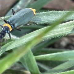 Chauliognathus lugubris (Plague Soldier Beetle) at Parkes, ACT - 10 Mar 2023 by Hejor1