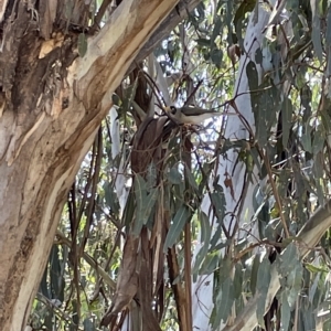 Manorina melanocephala at Parkes, ACT - 10 Mar 2023