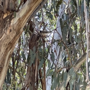 Manorina melanocephala at Parkes, ACT - 10 Mar 2023