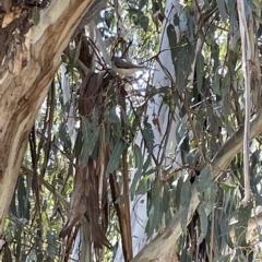 Manorina melanocephala at Parkes, ACT - 10 Mar 2023