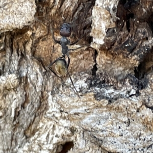 Camponotus aeneopilosus at Parkes, ACT - 10 Mar 2023