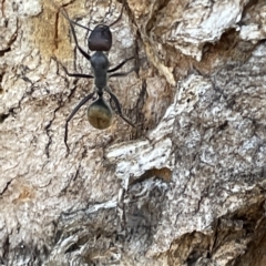 Camponotus aeneopilosus at Parkes, ACT - 10 Mar 2023