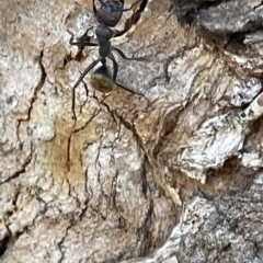 Camponotus aeneopilosus at Parkes, ACT - 10 Mar 2023