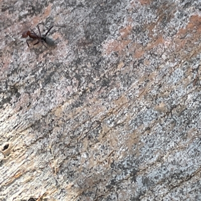 Formicidae (family) (Unidentified ant) at Parkes, ACT - 10 Mar 2023 by Hejor1