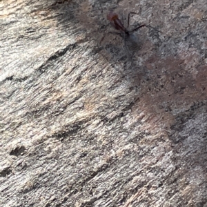 Formicidae (family) at Parkes, ACT - 10 Mar 2023