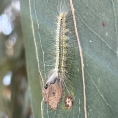 Uraba lugens (Gumleaf Skeletonizer) at Mount Ainslie to Black Mountain - 10 Mar 2023 by Hejor1