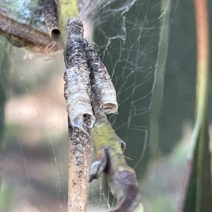 Aphrophorinae (subfamily) at Parkes, ACT - 10 Mar 2023