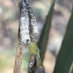 Aphrophorinae (subfamily) at Parkes, ACT - 10 Mar 2023