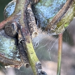 Aphrophorinae (subfamily) at Parkes, ACT - 10 Mar 2023