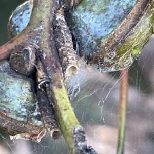 Aphrophorinae (subfamily) at Parkes, ACT - 10 Mar 2023