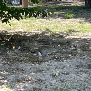 Oryctolagus cuniculus at Parkes, ACT - 10 Mar 2023 12:45 PM