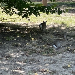 Oryctolagus cuniculus at Parkes, ACT - 10 Mar 2023 12:45 PM