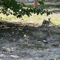 Oryctolagus cuniculus at Parkes, ACT - 10 Mar 2023 12:45 PM