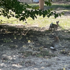 Oryctolagus cuniculus at Parkes, ACT - 10 Mar 2023 12:45 PM