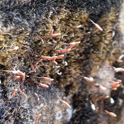 Bryaceae (family) at Mount Ainslie to Black Mountain - 10 Mar 2023 by Hejor1