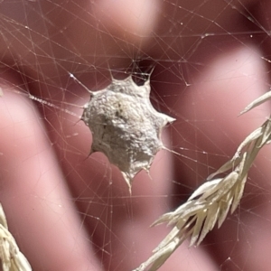 Uloboridae (family) at Parkes, ACT - 10 Mar 2023