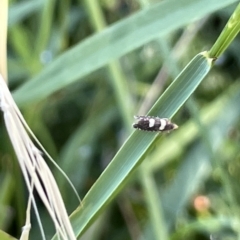 Glyphipterix chrysoplanetis (A Sedge Moth) at Mount Ainslie to Black Mountain - 10 Mar 2023 by Hejor1