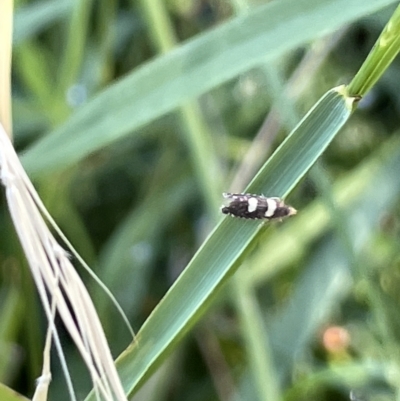 Glyphipterix chrysoplanetis (A Sedge Moth) at Commonwealth & Kings Parks - 10 Mar 2023 by Hejor1