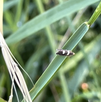 Glyphipterix chrysoplanetis (A Sedge Moth) at Parkes, ACT - 10 Mar 2023 by Hejor1