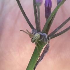 Lehtinelagia prasina (Leek-green flower spider) at Commonwealth & Kings Parks - 10 Mar 2023 by Hejor1