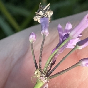 Lehtinelagia prasina at Parkes, ACT - 10 Mar 2023