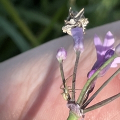 Lehtinelagia prasina at Parkes, ACT - 10 Mar 2023