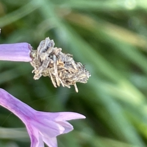 Heliocosma (genus - immature) at Mount Ainslie to Black Mountain - 10 Mar 2023 12:34 PM