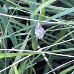 Heliocosma (genus - immature) at Mount Ainslie to Black Mountain - 10 Mar 2023 12:34 PM