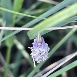 Heliocosma (genus - immature) at Mount Ainslie to Black Mountain - 10 Mar 2023 12:34 PM