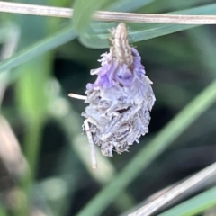 Heliocosma (genus - immature) at Mount Ainslie to Black Mountain - 10 Mar 2023 12:34 PM