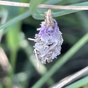 Heliocosma (genus - immature) at Mount Ainslie to Black Mountain - 10 Mar 2023 12:34 PM