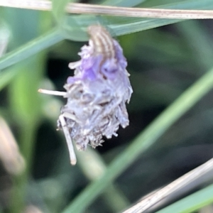 Heliocosma (genus - immature) at Mount Ainslie to Black Mountain - 10 Mar 2023 12:34 PM