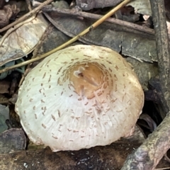 Macrolepiota clelandii (Macrolepiota clelandii) at Parkes, ACT - 10 Mar 2023 by Hejor1