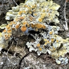 Xanthoria sp. at Mount Ainslie to Black Mountain - 10 Mar 2023 by Hejor1