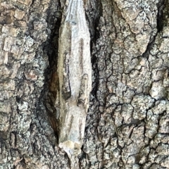 Metura elongatus (Saunders' case moth) at Commonwealth & Kings Parks - 10 Mar 2023 by Hejor1