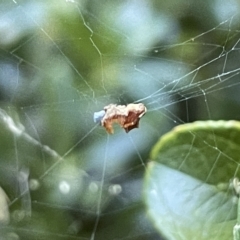 Unidentified Other web-building spider at Parkes, ACT - 10 Mar 2023 by Hejor1