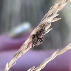 Unidentified Jumping or peacock spider (Salticidae) at Parkes, ACT - 10 Mar 2023 by Hejor1