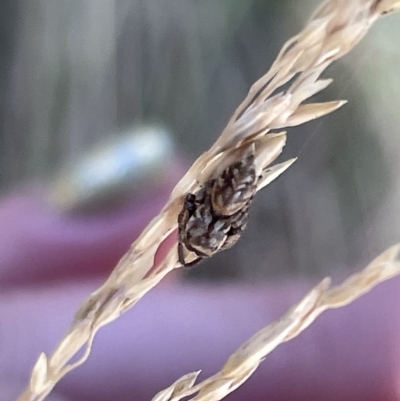 Unidentified Jumping or peacock spider (Salticidae) at Parkes, ACT - 10 Mar 2023 by Hejor1