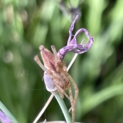Cheiracanthium sp. (genus) (Unidentified Slender Sac Spider) at Mount Ainslie to Black Mountain - 10 Mar 2023 by Hejor1
