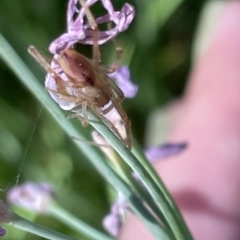 Cheiracanthium sp. (genus) at Parkes, ACT - 10 Mar 2023