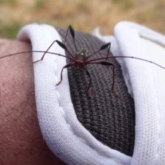 Amphirhoe decora (Decora Longicorn Beetle) at Mongarlowe River - 24 Nov 2019 by arjay