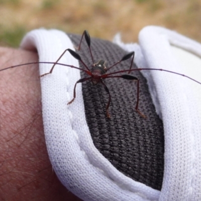 Amphirhoe decora (Decora Longicorn Beetle) at Charleys Forest, NSW - 24 Nov 2019 by arjay